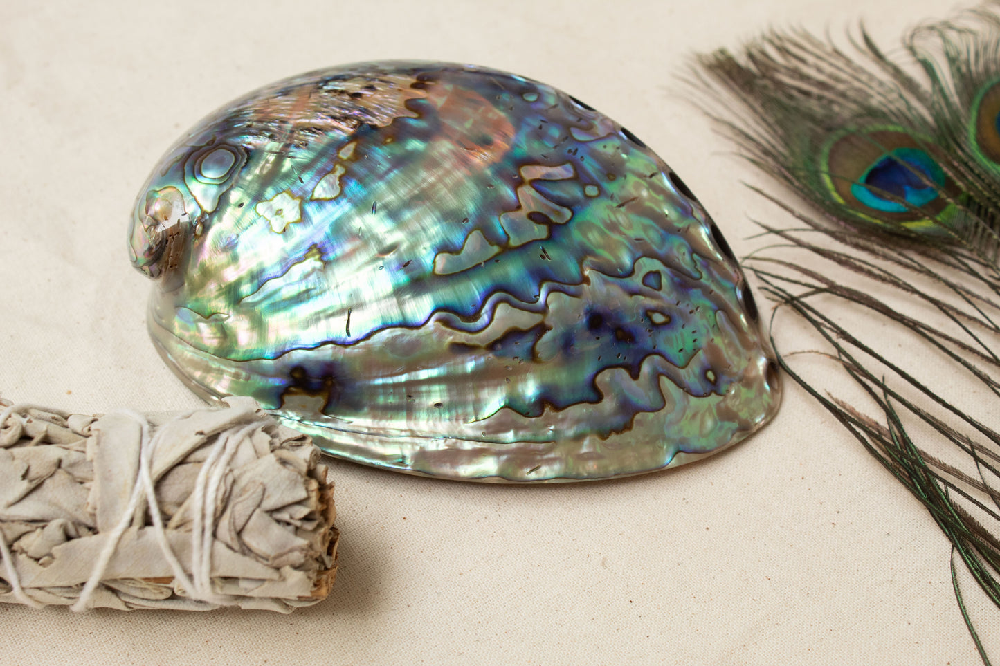 Polished abalone shell with iridescent colors