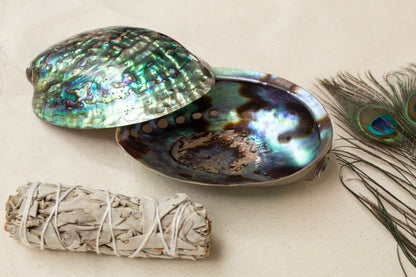 Polished abalone shell with iridescent colors