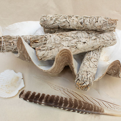 Large white sage smudge sticks in shell