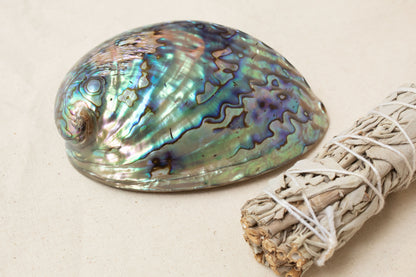 Polished abalone shell with iridescent colors