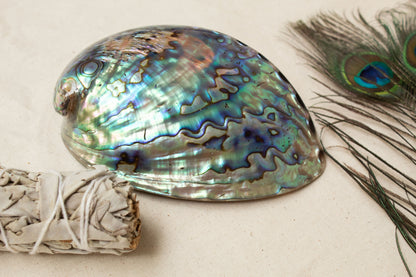 Polished abalone shell with iridescent colors